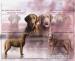 Chesapeake bay retriever s PP(jako hnědý labrador) - Prodej