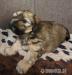 Lhasa apso przepiekne.szczenieta - Sprzedaż