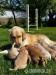 Šteniatka Zlatého retrívera - Predaj
