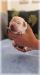 Labradorský retriever - smetanová štěňátka s PP - Prodej