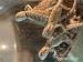 Mláďata Agamy vousaté  - Prodej
