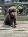 Labrador Retriever - Predaj