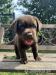 Labrador Retriever - Predaj