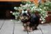 Yorkshire terrier s PP (rodokmeny) - Prodej