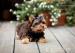 Yorkshire terrier s PP (rodokmeny) - Prodej