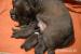labrador retriever - Prodej