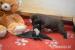 labrador retriever - Prodej