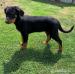 Štěně - Beauceron s PP k odběru - Prodej