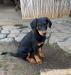 Štěně - Beauceron s PP k odběru - Prodej