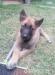 Belgicky ovciak malinois - Predaj