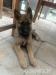 Belgicky ovciak malinois - Predaj
