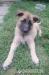 Belgicky ovciak malinois - Predaj
