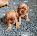 Štěňátka kavalír king charles spaniel s PP - Prodej