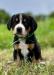 Entlebušský salašnícky pes - Predaj