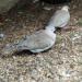 Hrdličky Chechtavé - Prodej