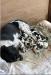 English springer spaniel puppies - Sale