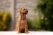 Rhodesian Ridgeback - štěňata s PP - odběr ihned - Prodej