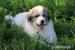 Pyrenejský horský pes "Bella" - Prodej