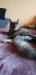 Maine Coon (Majska mývalí) - Prodej