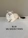 Prodám kotě Něvská Maškaráda - Prodej