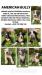 American bully  - Prodej