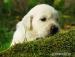 šteniatka golden retrievera - Predaj
