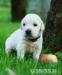 šteniatka golden retrievera - Predaj