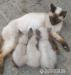 3 kotki syjamskie - Sprzedaż