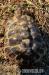 2Griechische Landschildkröten paar - Verkauf