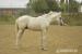 hřebeček american paint horse - Prodej