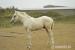 hřebeček american paint horse - Prodej