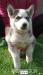 šteniatka Sibírsky Husky - Predaj