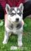 šteniatka Sibírsky Husky - Predaj