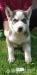šteniatka Sibírsky Husky - Predaj