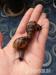 Achatina reticulata - Prodej
