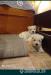 West Highland White Terrier-piesek - Sprzedaż