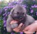 Keeshond/ wilczy szpic rodovodowe szczeniaky FCI - Sprzedaż