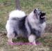 Wolfsspitz / keeshond Welpen mit papieren FCI - Verkauf