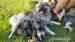 NĚMECKÝ VLČÍ ŠPIC (KEESHOND) - Prodej
