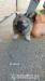 NĚMECKÝ VLČÍ ŠPIC (KEESHOND) - Prodej
