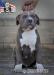 American bully xl  - Prodej