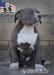 American bully xl  - Prodej