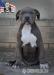 American bully xl  - Prodej