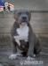 American bully xl  - Prodej
