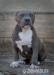 American bully xl  - Prodej