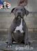 American bully xl  - Prodej