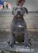 American bully xl  - Prodej