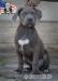 American bully xl  - Prodej