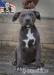American bully xl  - Prodej