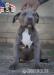 American bully xl  - Prodej